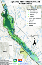 Lake Windermere Ambassadors - Aquatic Vegetation