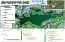 Lake Windermere Ambassadors - Frequency Of Aquatic Vegetation Species Observations During Aquatic Invasive Species Sampling (2011 - 2019): Section B