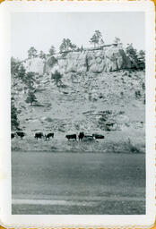 Cattle Standing Below Cliff