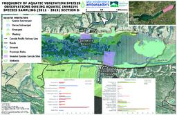 Lake Windermere Ambassadors - Frequency Of Aquatic Vegetation Species Observations During Aquatic Invasive Species Sampling (2011 - 2019): Section D