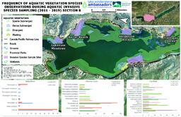 Lake Windermere Ambassadors - Frequency Of Aquatic Vegetation Species Observations During Aquatic Invasive Species Sampling (2011 - 2019): Section B