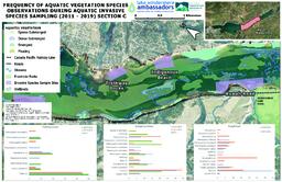 Lake Windermere Ambassadors - Frequency Of Aquatic Vegetation Species Observations During Aquatic Invasive Species Sampling (2011 - 2019): Section C