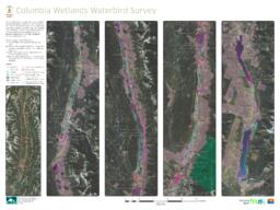 Golden (Wildsight Golden) - Columbia Wetlands Waterbird Survey - Update